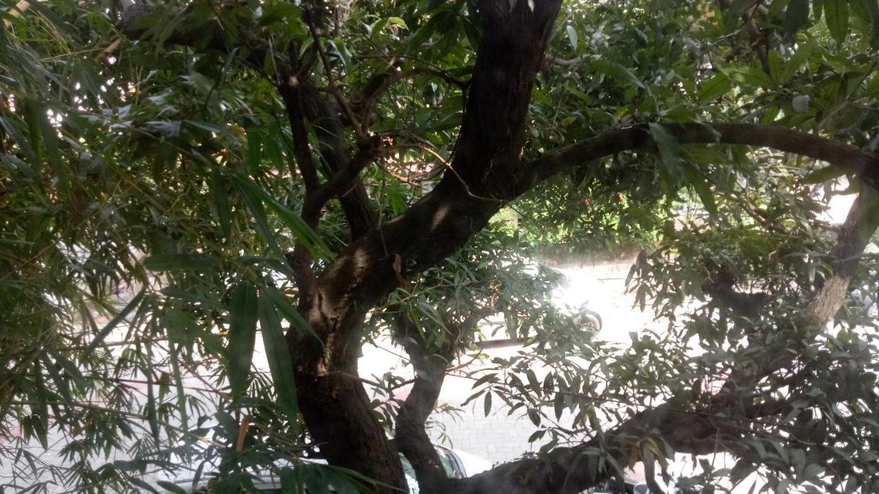 Adams Wood House Ayurveda Homestay Kochi 外观 照片